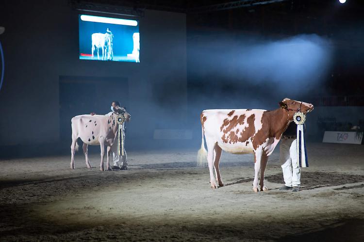 Mostra Zootecnica Internazionale 2023