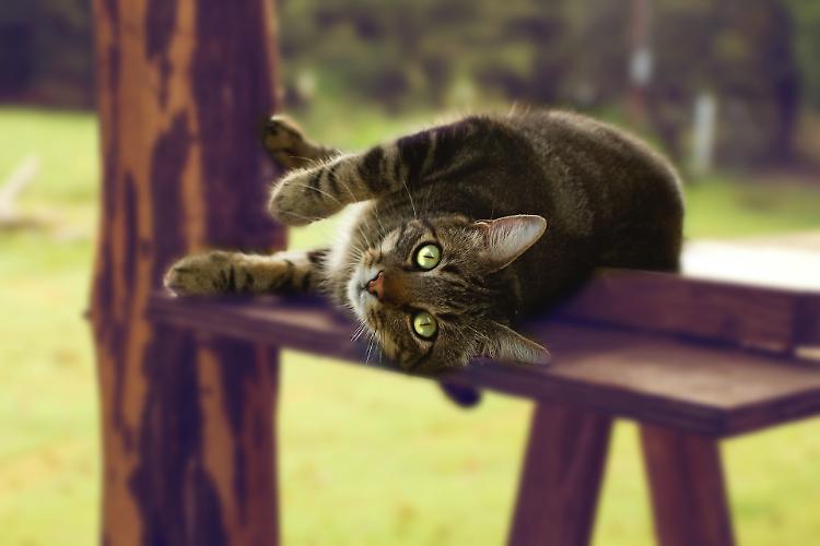 Gattile, 