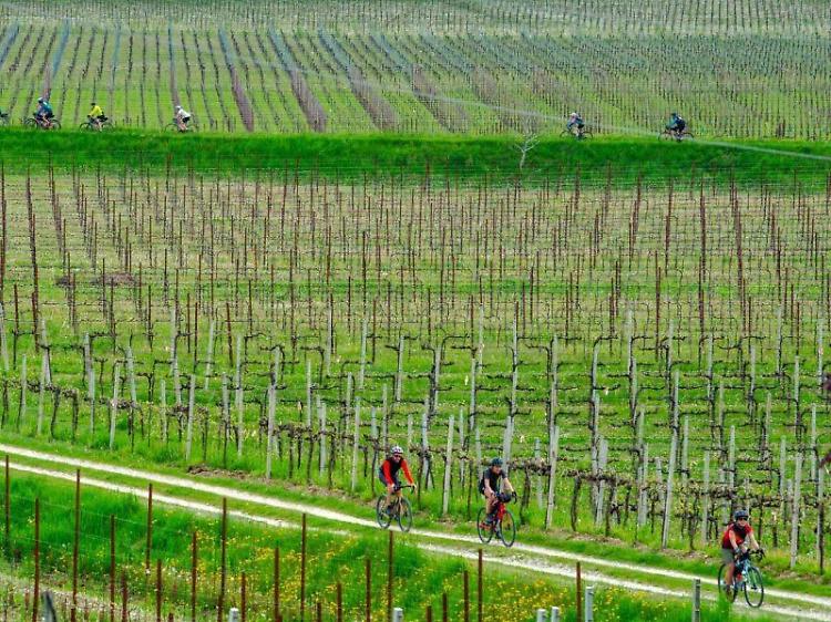Vinitaly: Confagri, enoturismo e bici con il campione Bugno
