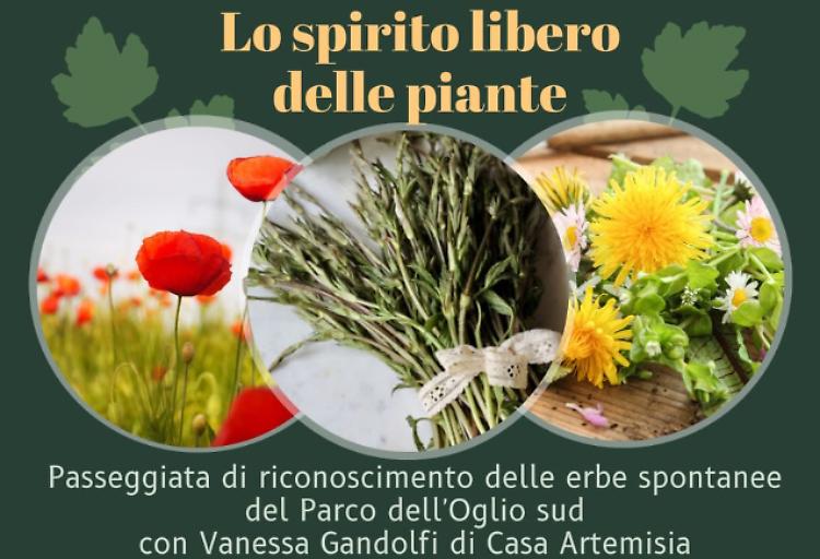 Passeggiata di riconoscimento delle erbe spontanee
