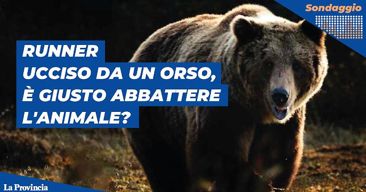 Runner ucciso da un orso: natura pericolosa o uomo invadente?