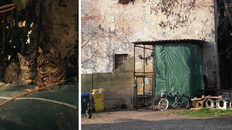 Colonia felina in via Bissolati: «I volontari Apac devono andarsene»