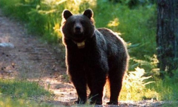 Tar Trento sospende abbattimento dell'orso per la seconda volta