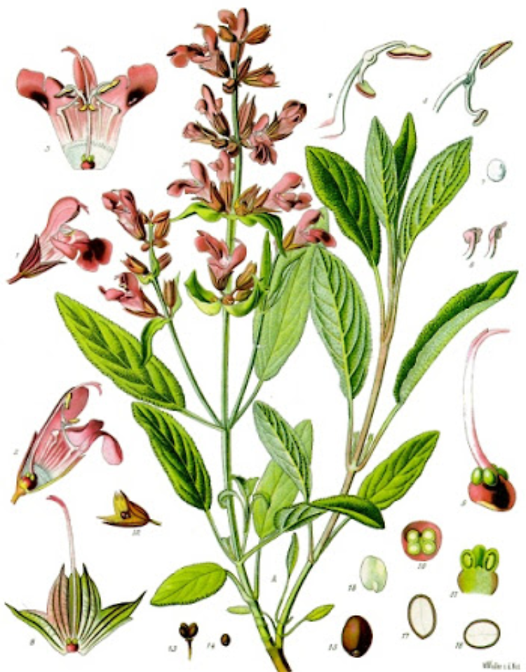 Specie Plantarum, appuntamento naturalista