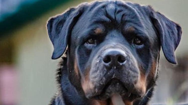 Corriere morsicato da un cane durante una consegna, va in pronto soccorso