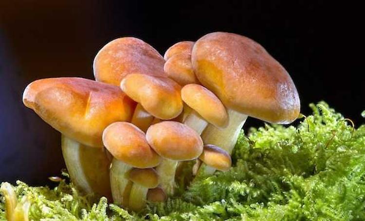 Mostra per far conoscere i funghi primaverili