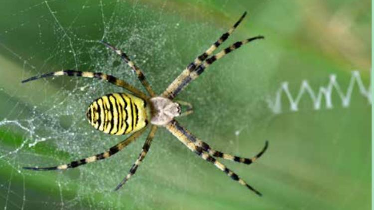 'I ragni del cremonese', giovedì 8 giugno al Museo di Storia Naturale