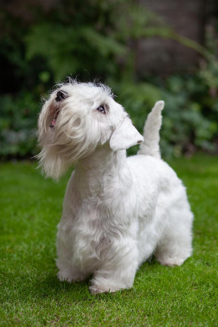 Stradivari Sulle Mura dei Mille Winner, doppia esposizione e gara canina