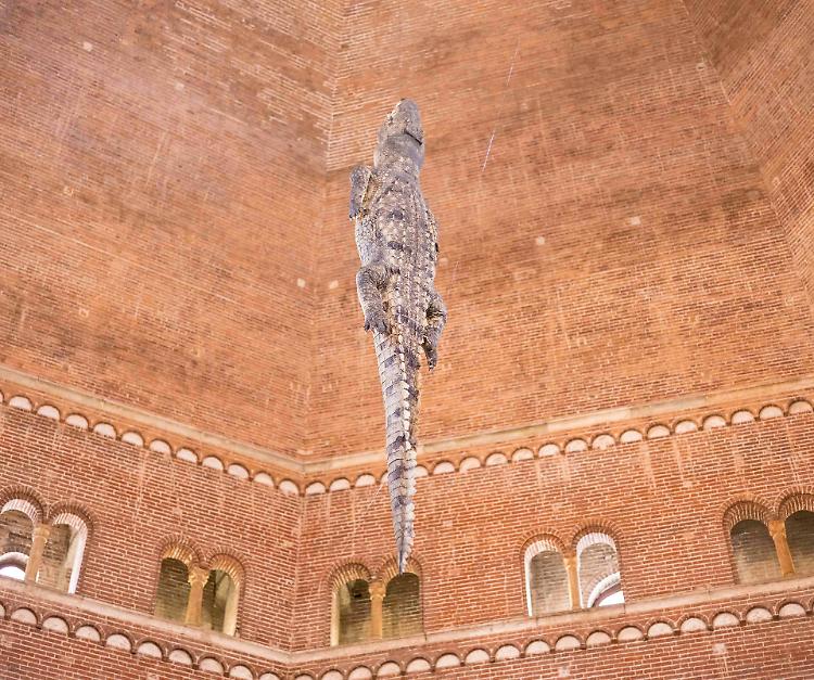 In Battistero il Coccodrillo resta appeso ino al primo novembre