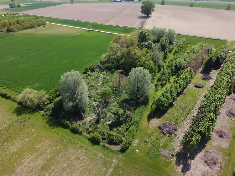 Biodiversità, nasce il 'Campo delle Api' nell'ex discarica