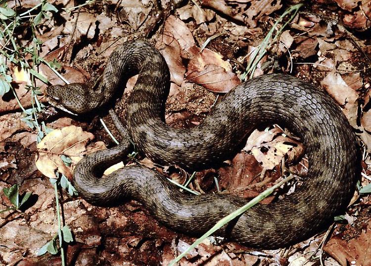 Due persone ricoverate ad Aosta per morso di vipera
