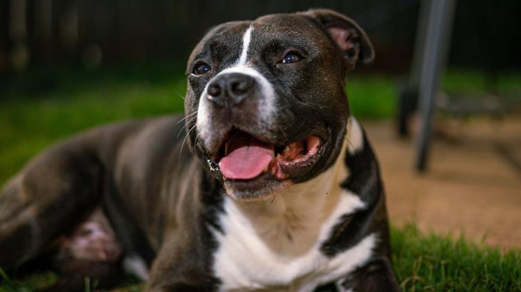 Aggredito a morsi da un pitbull, bambino di 6 anni in ospedale