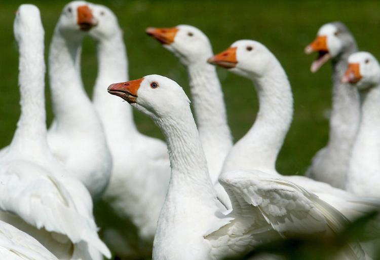 Anatre, galline, oche: dove sono finite? Scomparsa misteriosa