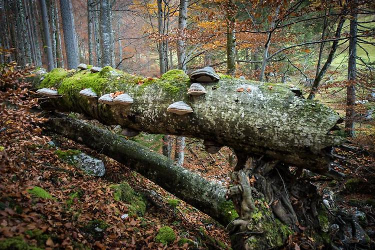 Documentario "Foreste primordiali: Storia di una resurrezione"