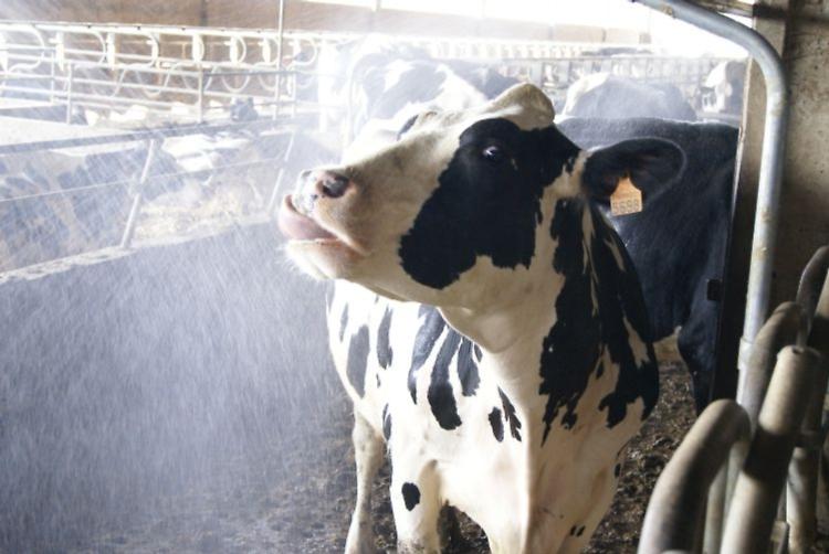 aziende agricole