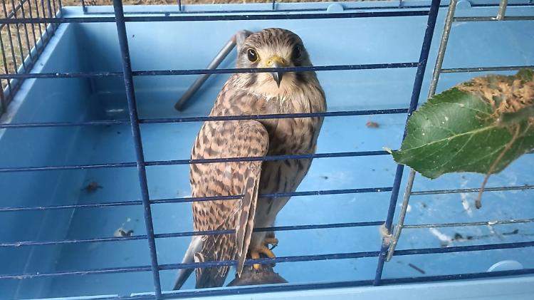 Piccolo rapace con un'ala spezzata salvato dal titolare di un'azienda