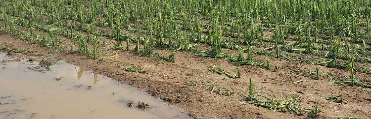 Agricoltura colpita al cuore: «Ma non vi lasceremo soli» 