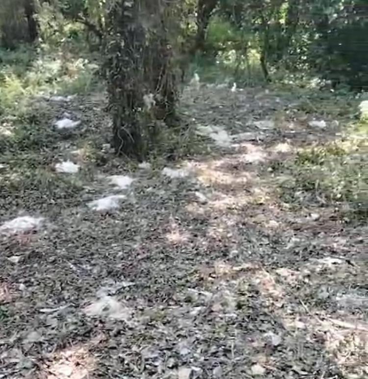 Il Parco del Serio conta i danni: centinaia di uccelli morti e alberi abbattuti