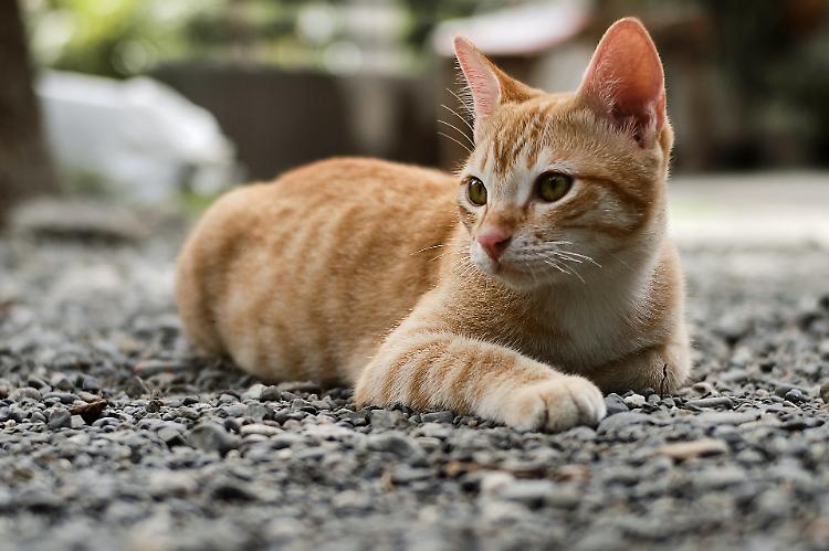 Oasi felina, al via i lavori: è la seconda del Cremasco