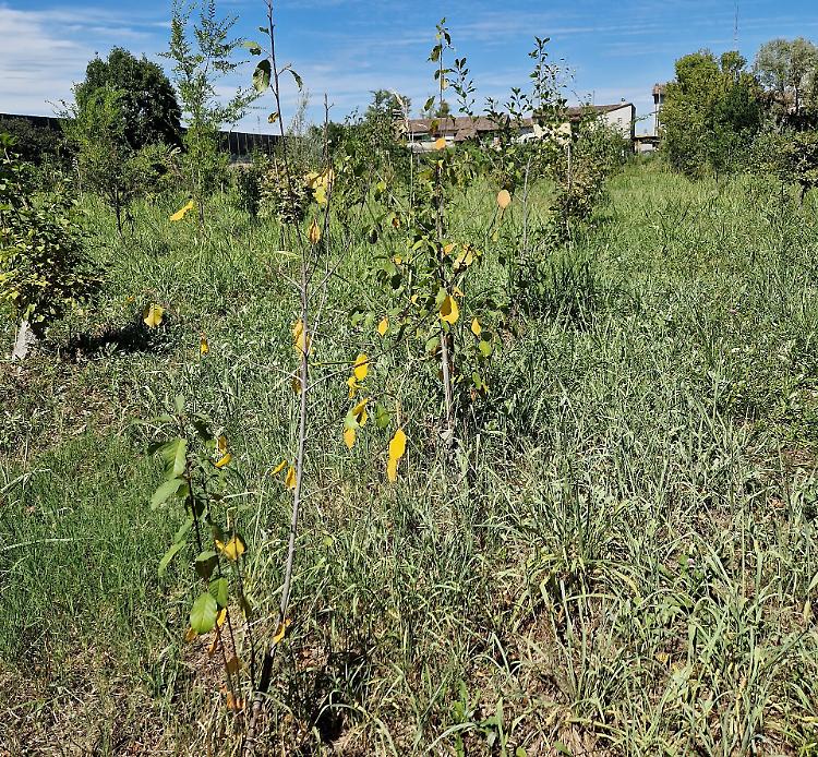 Verde pubblico: "Una steppa arsa dal sole"