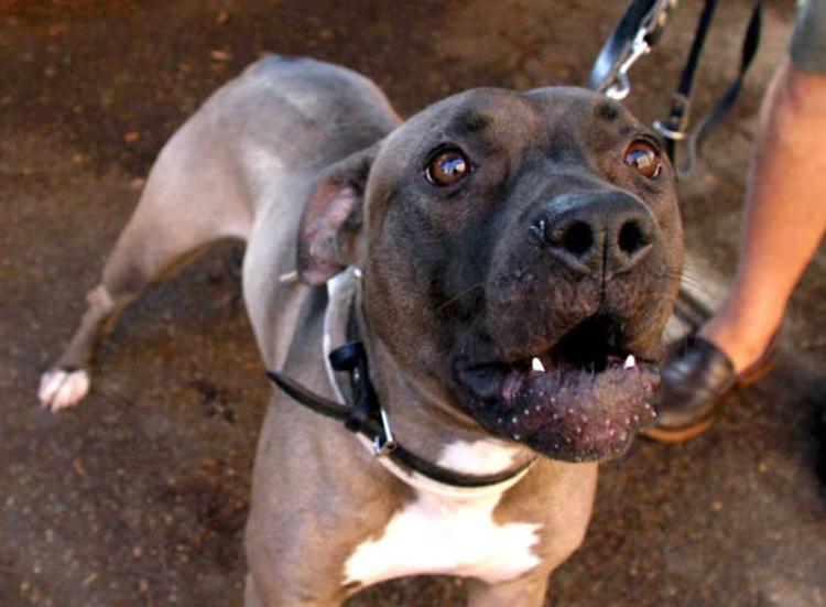 Azzannati da un pitbull accolto nel canile, due operatori feriti a braccia e addome