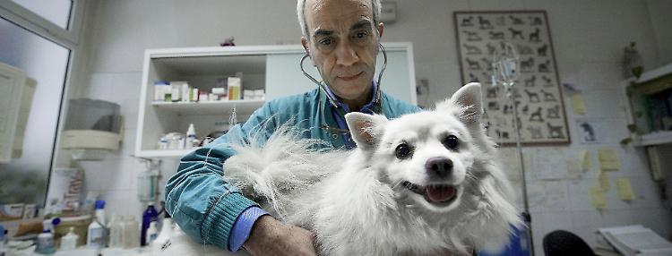 Pronto soccorso veterinario: «Una necessità inascoltata»