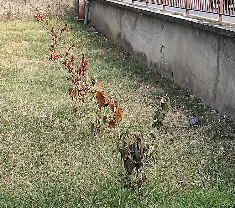 Bruciati sotto il sole i quaranta alberelli della primaria