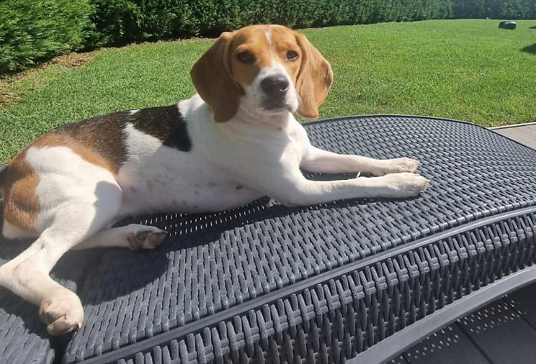 Polpetta avvelenata, una femmina di razza Beagle lotta tra la vita e la morte