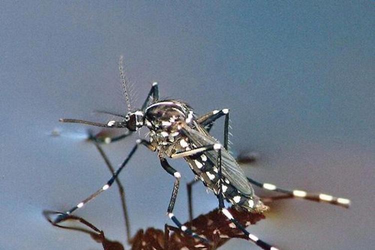 Dengue, caso asintomatico: attivate le procedure di disinfestazione straordinaria
