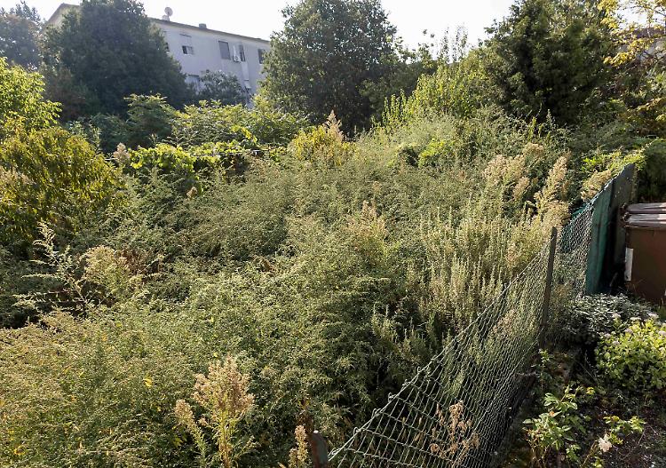 Invasi da erbacce e zanzare: «Qui la West Nile ha ucciso»