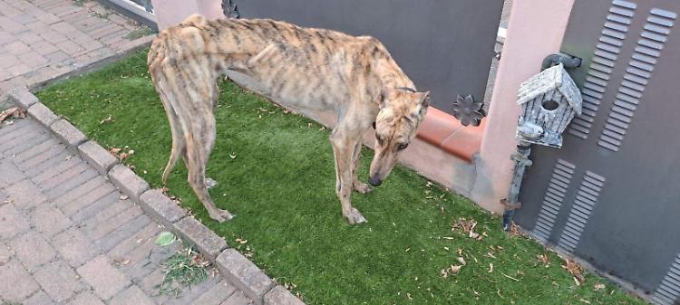 Levriero denutrito salvato dalla guardie zoofile, denunciata la proprietaria