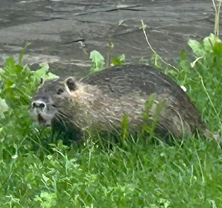 Nutria a spasso in via Fabio Filzi, caos e fughe