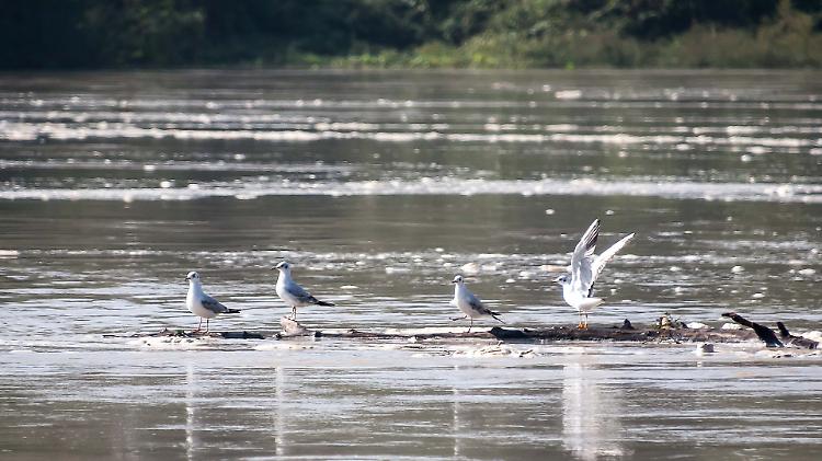 Maltempo: il Po è troppo alto e sporco, salta la motonautica