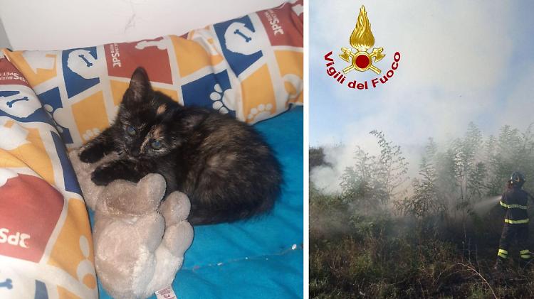 Rotoballe in fiamme e una gattina salvata, weekend intenso per i vigili del fuoco