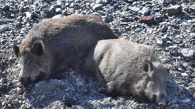 Trovata carcassa di cinghiale morto di peste suina nel Pavese