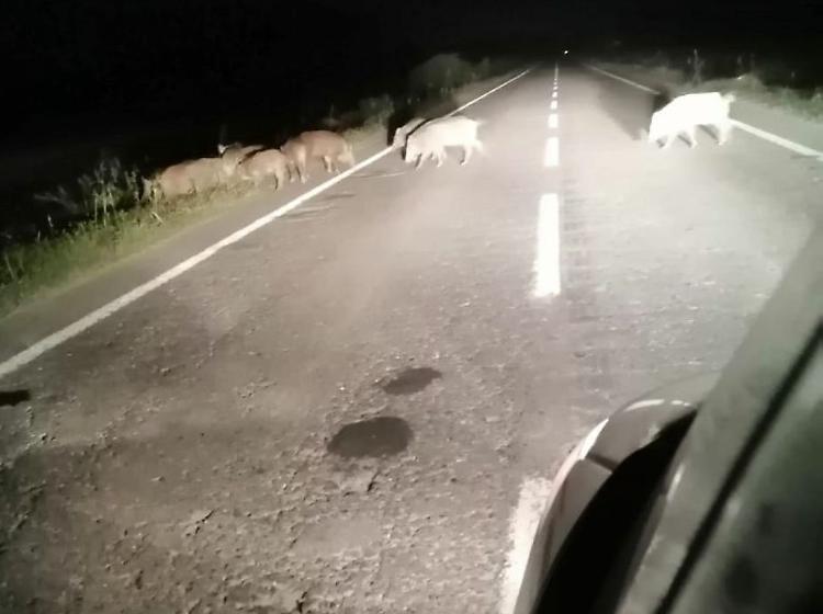 Branco di cinghiali attraversa la strada, schianto evitato per Angelo Araldi