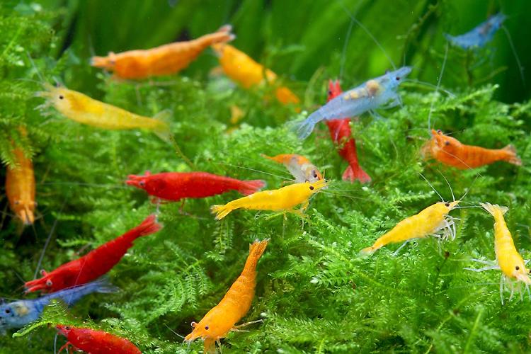Petsfestival 2023, primo campionato internazionale di gamberetti d'acqua dolce