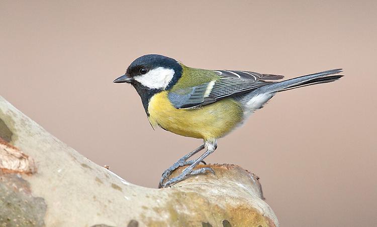Bioblitz d'autunno nella riserva naturale