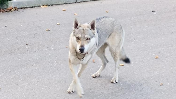 Lupo cecoslovacco libero azzanna un cagnolino