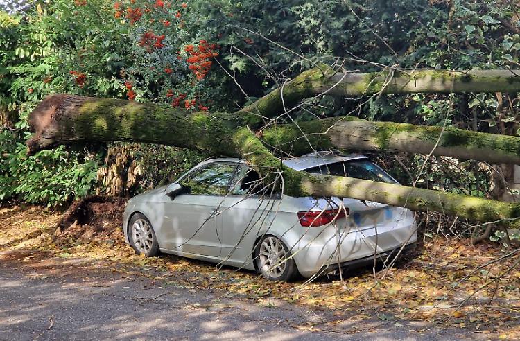 Pianta cade sulla strada a causa del vento, traffico in tilt in via Trebbia