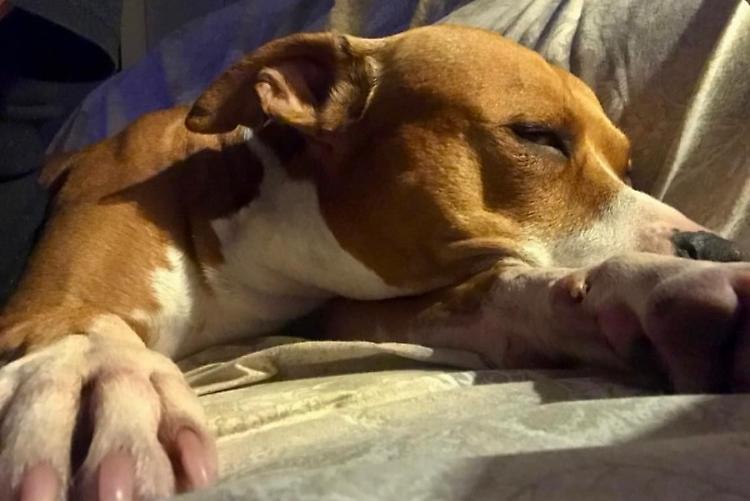 Ritrovato il pitbull Gordon, la gioia del proprietario