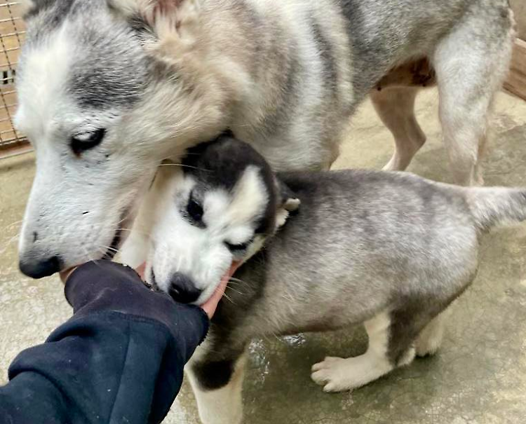 Tutti in campo per aiutare i cani