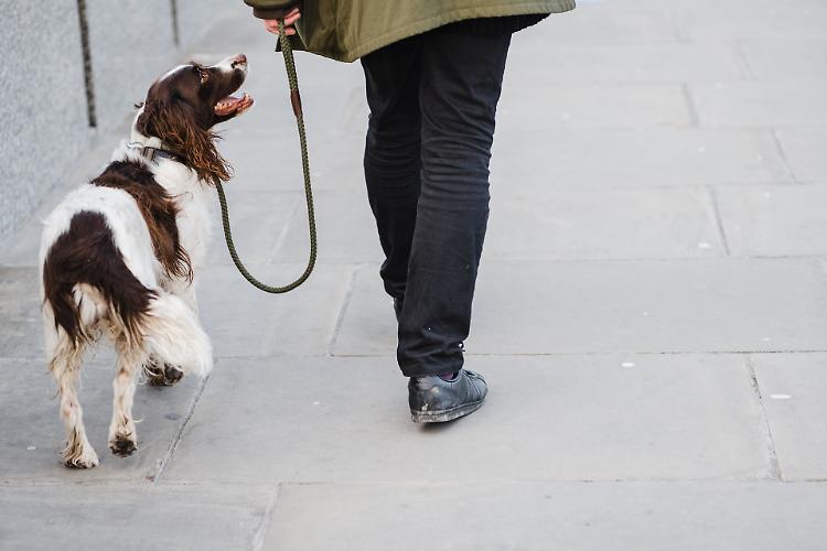 Passeggiata tragica, cane avvelenato dai rifiuti 