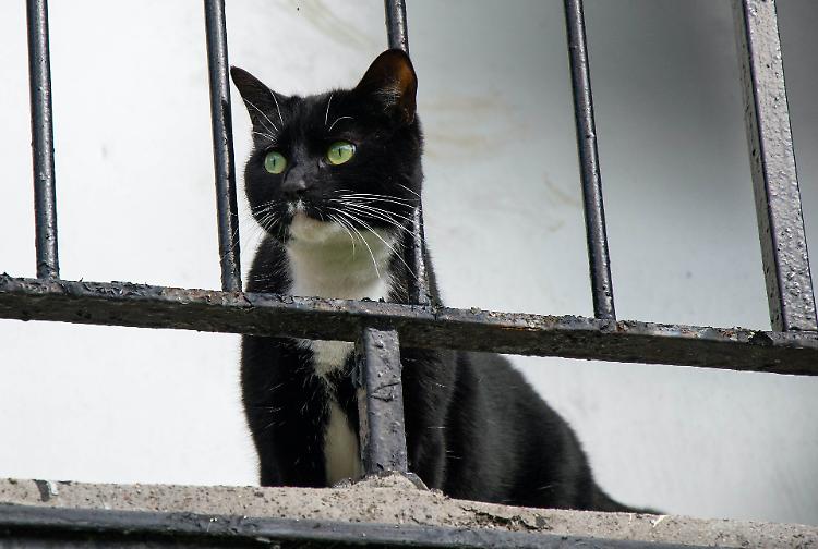 Gatto