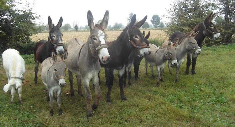 Isla de Burro: monetine e aiuto alla pet-therapy