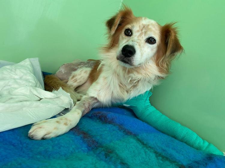 Sta meglio il cane investito sulla statale