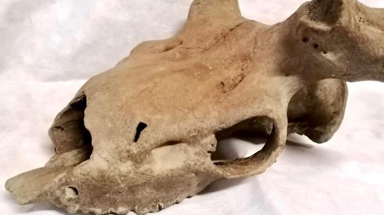 Un cranio di cervo preistorico emerge dal Po