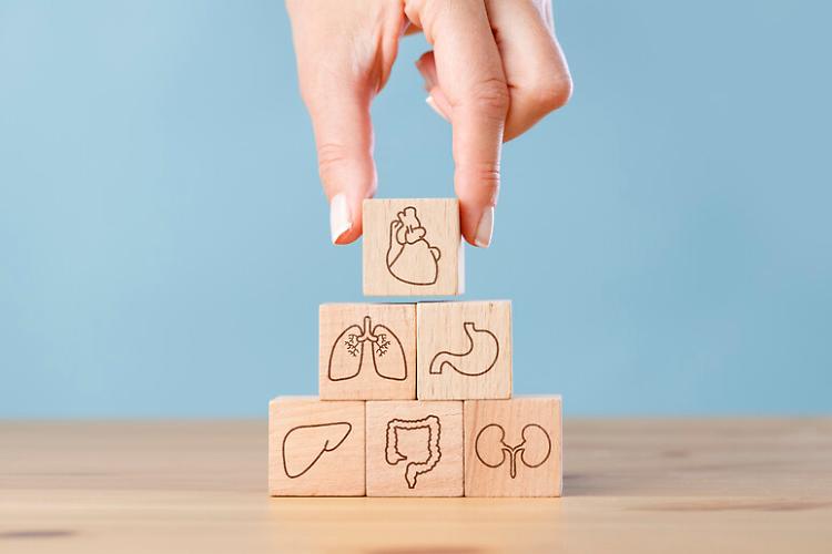 Donazione di organi: nasce la supersezione di Aido