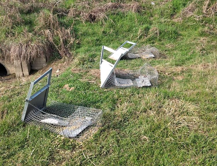 Nutrie: incursione animalista, distrutte 6 gabbie di cattura