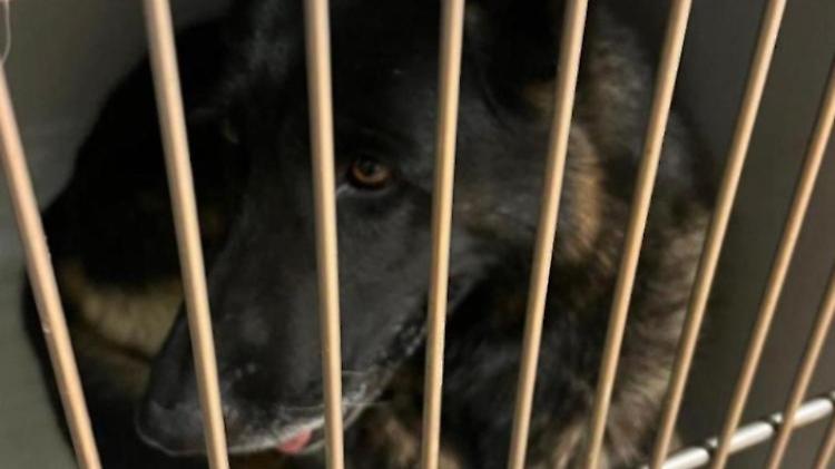 Difende la figlia e uccide un cane a badilate